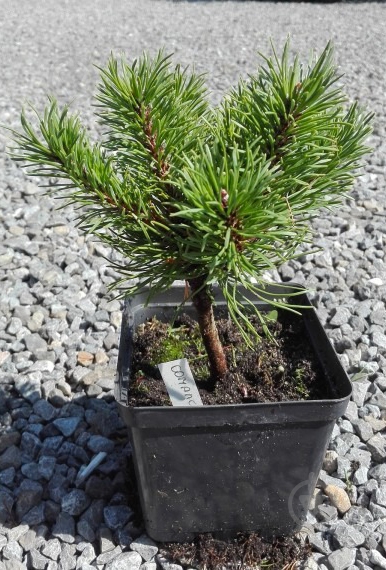 Рослина Сосна гачкувата / Pinus uncinata Compacta С10 - фото 1