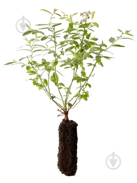 Саджанець Лохина - фото 1 Саджанець Лохина - фото 1