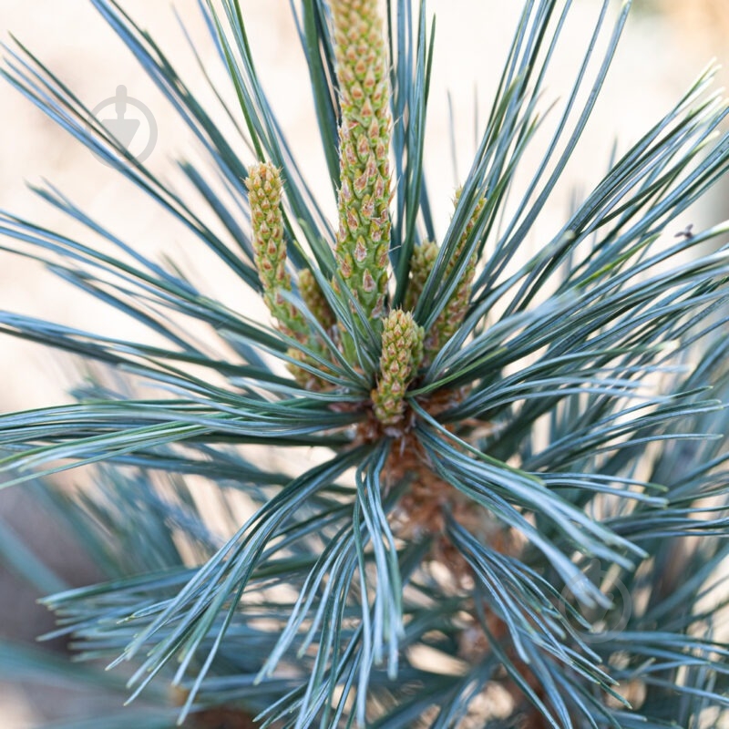 Растение Сосна мягкая / Pinus flexilis Vanderwolf`s Pyramid С10 - фото 2