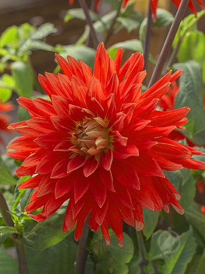 Корнеклубень TUBERBULB Export B.V. георгины динерплейт Вулкан 1 шт. - фото 1 Корнеклубень TUBERBULB Export B.V. георгины динерплейт Вулкан 1 шт. - фото 1