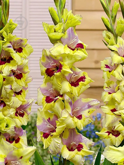 Бульбоцибулина TUBERBULB Export B.V. гладіолуса Орекл 3 шт. - фото 1