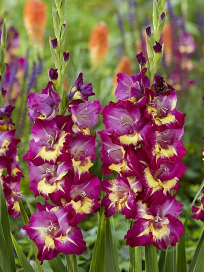 Бульбоцибулина TUBERBULB Export B.V. гладіолуса Сіашор 3 шт. - фото 1