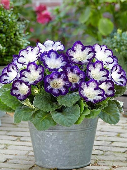 Бульба TUBERBULB Export B.V. глоксинії Тайгер Блу 1 шт. - фото 1