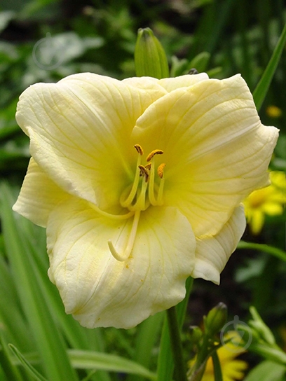 Кореневище Heemskerk Vasteplanten B.V. лілійника Прешіоус де Оро 1 шт. - фото 1