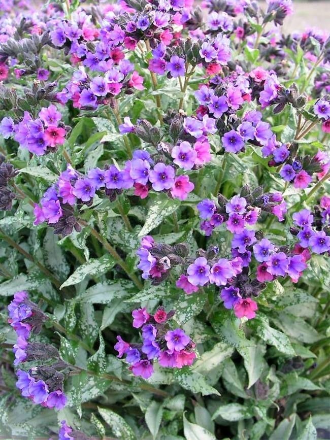 Растение Медуница 'Majestee' (Pulmonaria 'Majestee') (C3) - фото 2 Растение Медуница 'Majestee' (Pulmonaria 'Majestee') (C3) - фото 2