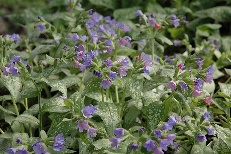 Растение Медуница 'Majestee' (Pulmonaria 'Majestee') (C3) - фото 1 Растение Медуница 'Majestee' (Pulmonaria 'Majestee') (C3) - фото 1