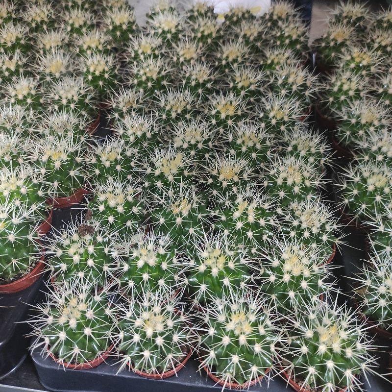 Кактус эхинокактус 5х8 Grusonii - фото 1