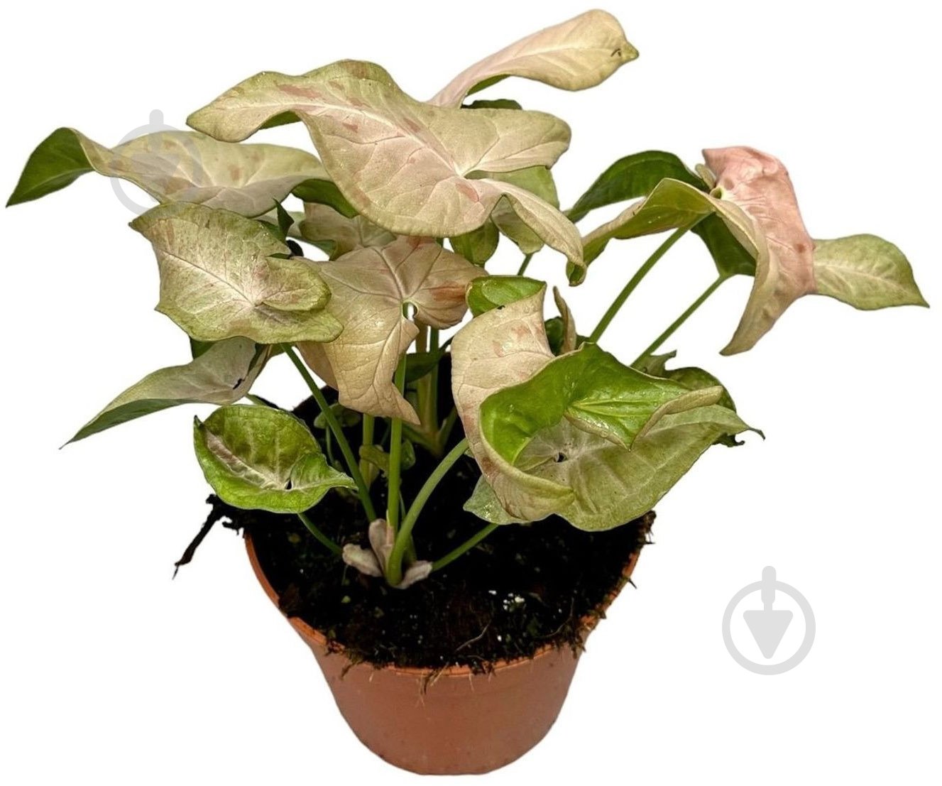 Растение Сингониум 7x15 Pink Spot - фото 1