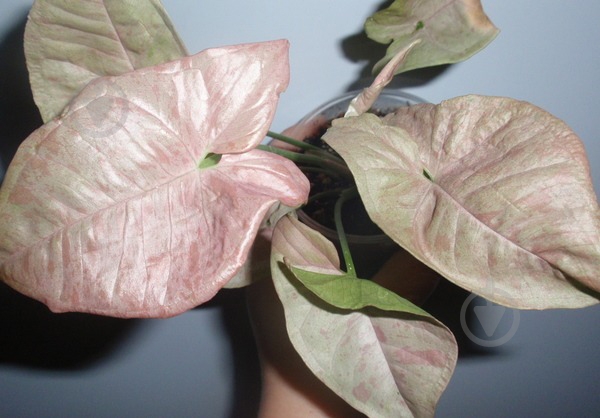 Растение Сингониум 7x15 Pink Spot - фото 4