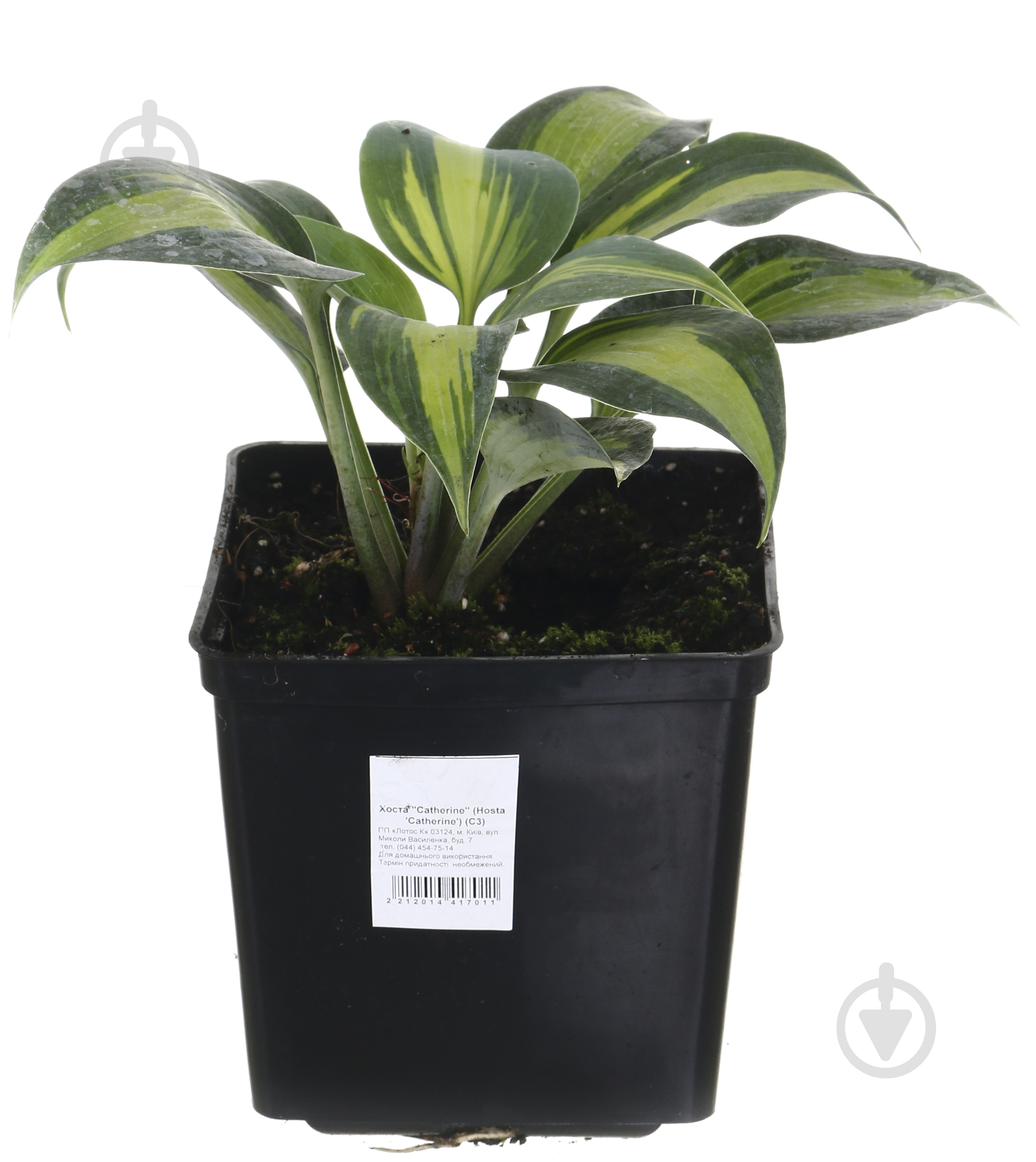 Растение Хоста Катерина (Hosta Catherine) (C3) - фото 1