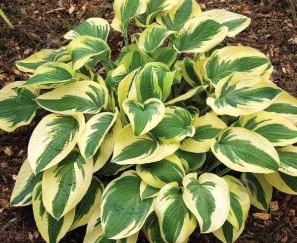 Растение Хоста Brim cup (Hosta Brim Cup) (С3) - фото 3 Растение Хоста Brim cup (Hosta Brim Cup) (С3) - фото 3