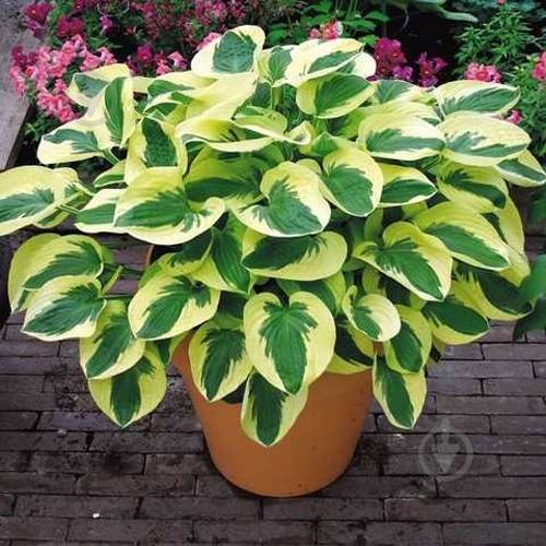 Растение Хоста Brim cup (Hosta Brim Cup) (С3) - фото 1 Растение Хоста Brim cup (Hosta Brim Cup) (С3) - фото 1