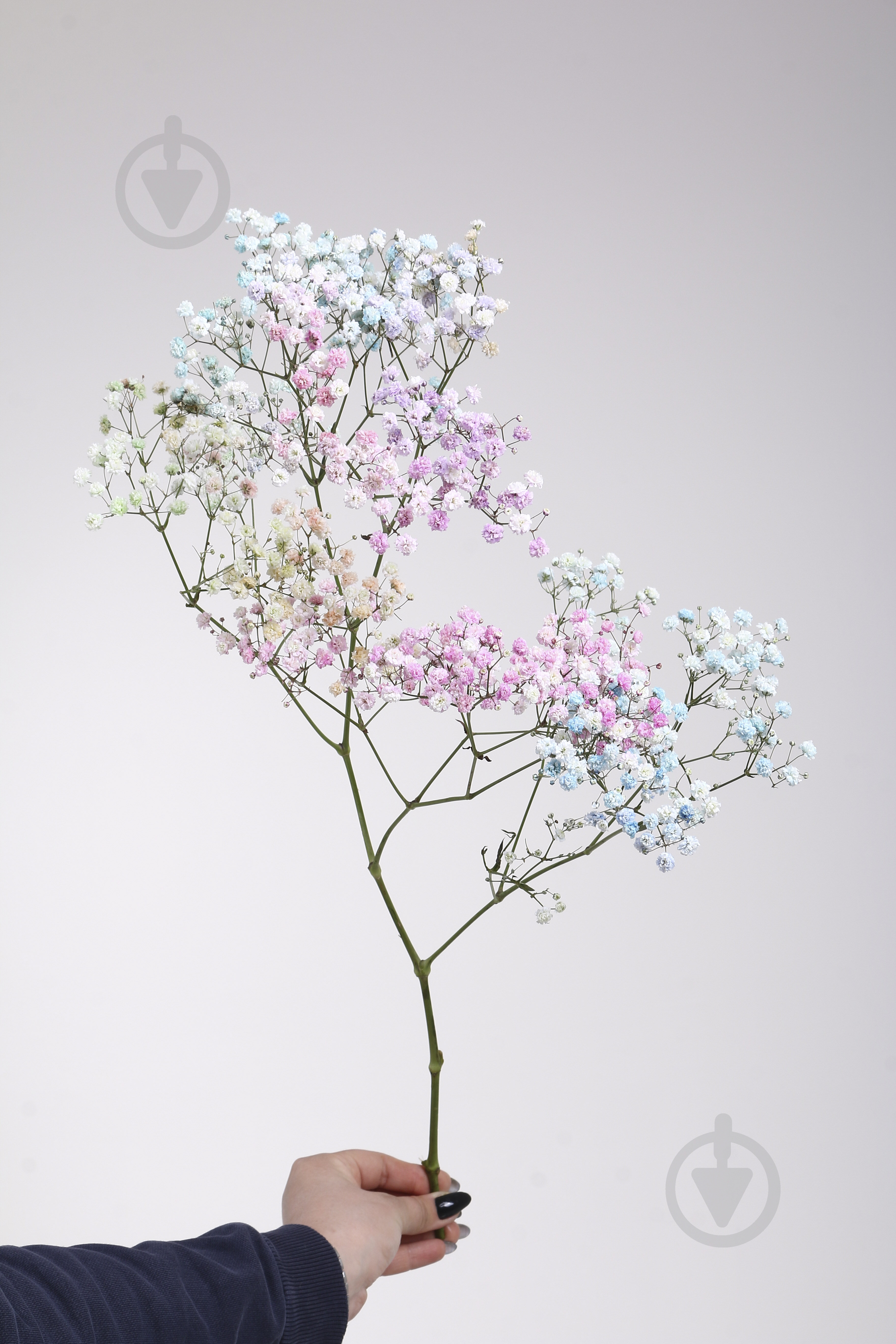 Гипсофила Xlence Rainbow 80 см (Нидерланды) - фото 2 Гипсофила Xlence Rainbow 80 см (Нидерланды) - фото 2