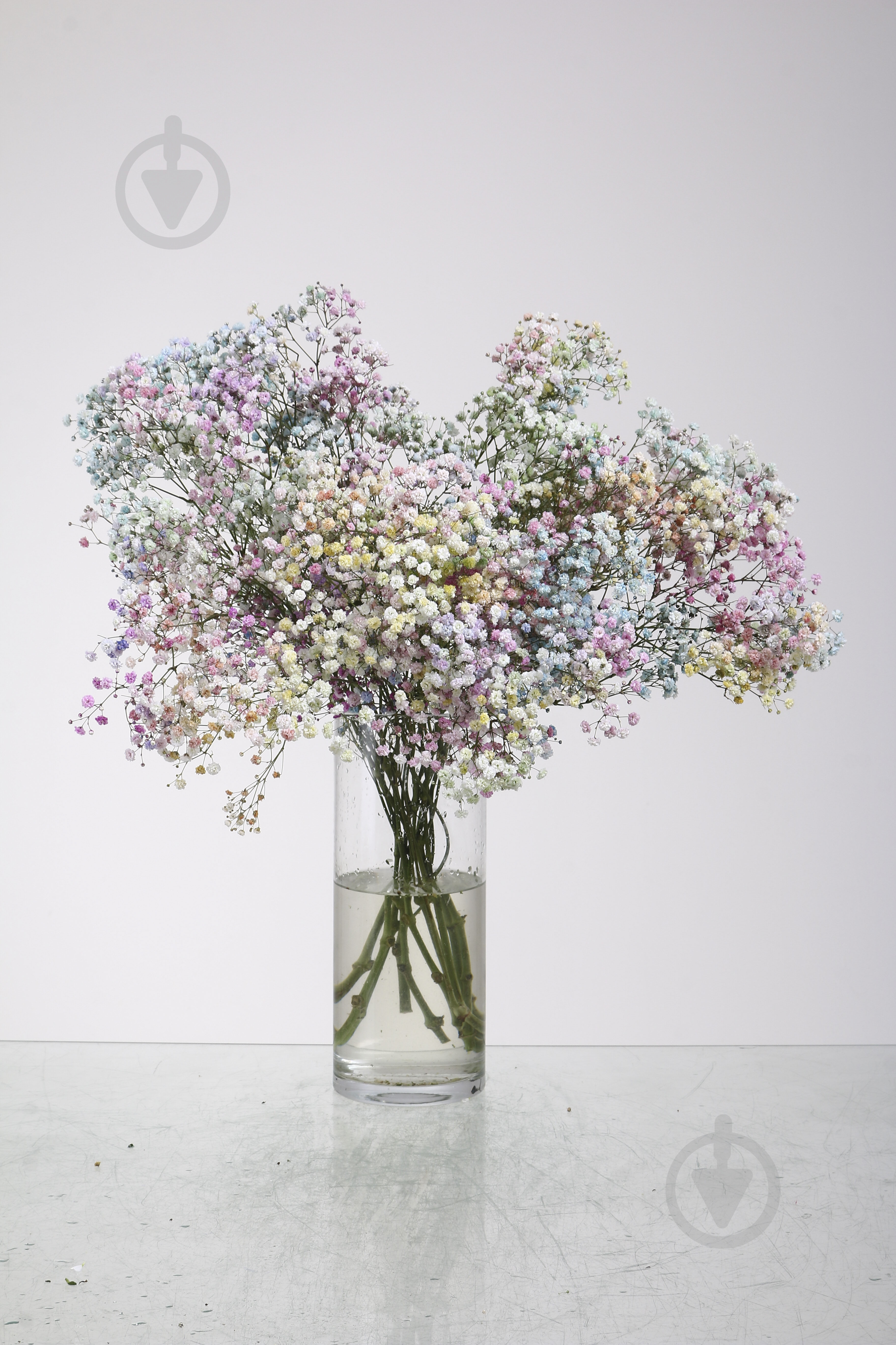 Гипсофила Xlence Rainbow 80 см (Нидерланды) - фото 1 Гипсофила Xlence Rainbow 80 см (Нидерланды) - фото 1