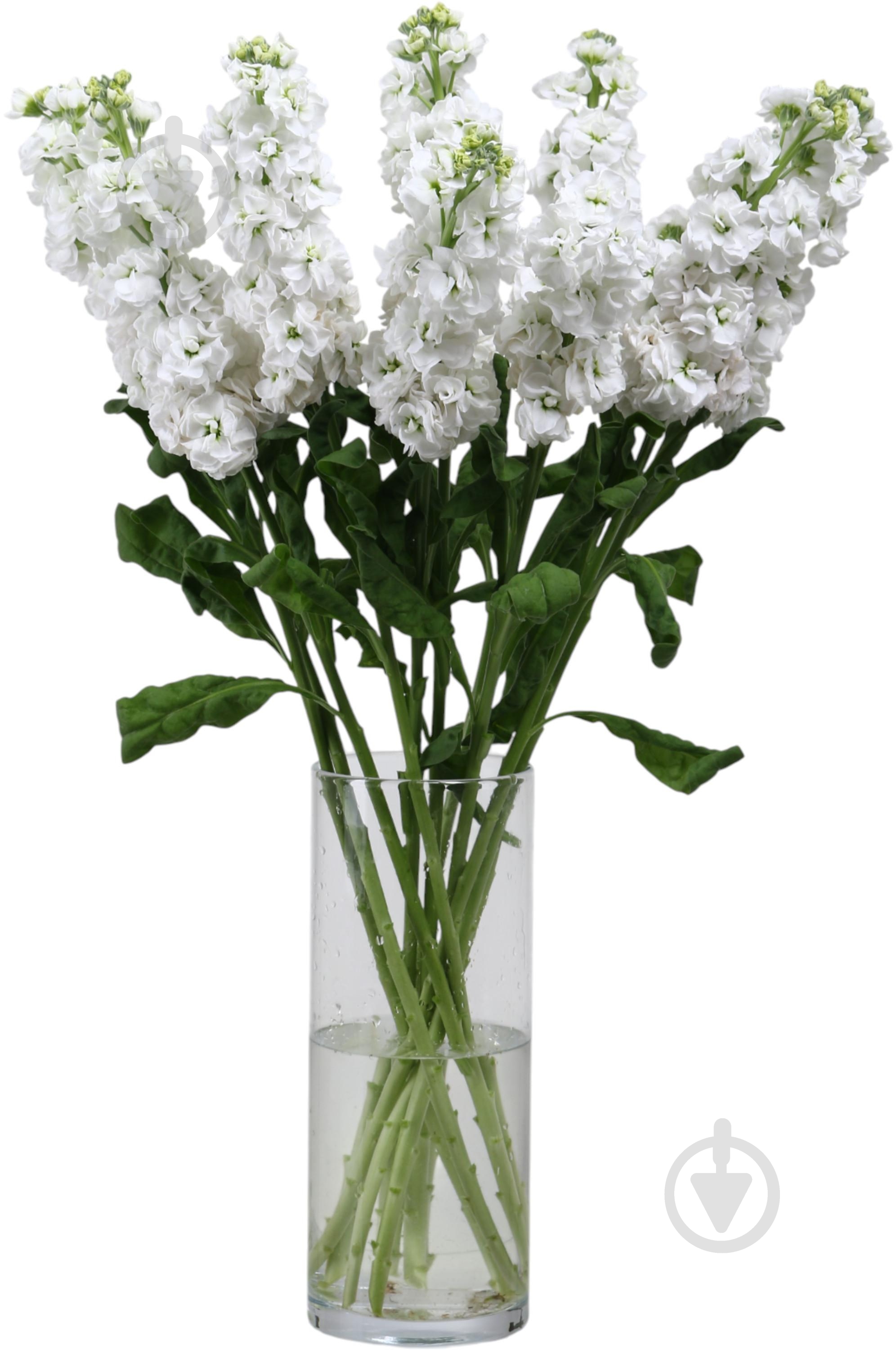 Маттиола 80 см белая (Украина) - фото 2