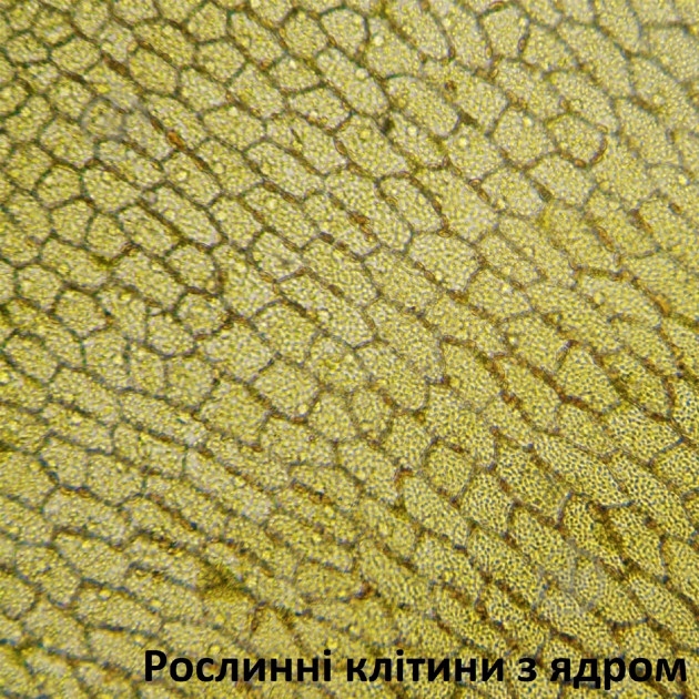 Микроскоп Bresser LCD Touch 50x-2000x 5201020 - фото 5