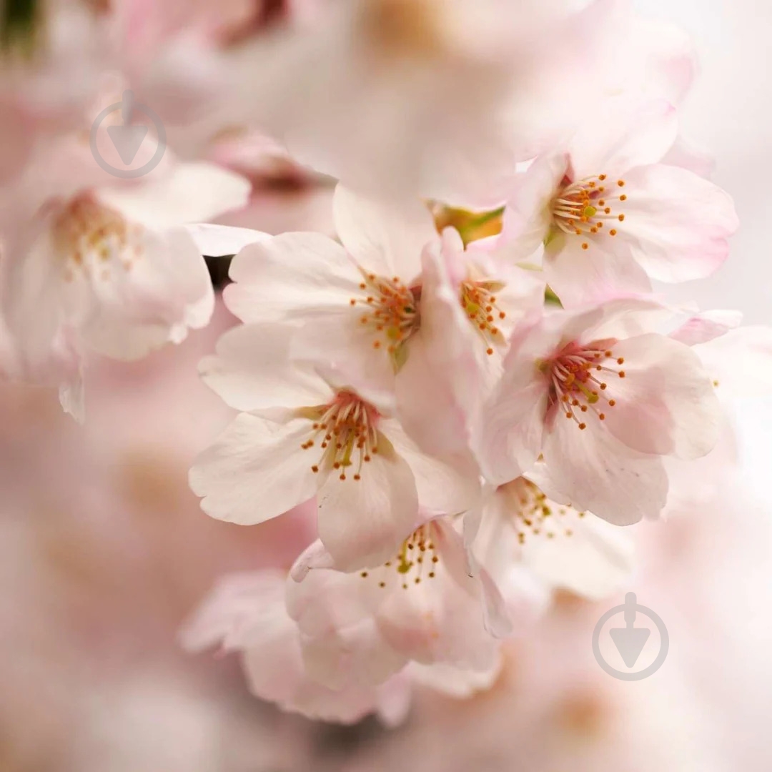 Мыло Le Petit Olivier Вишня 100 г 2 шт./уп. - фото 4