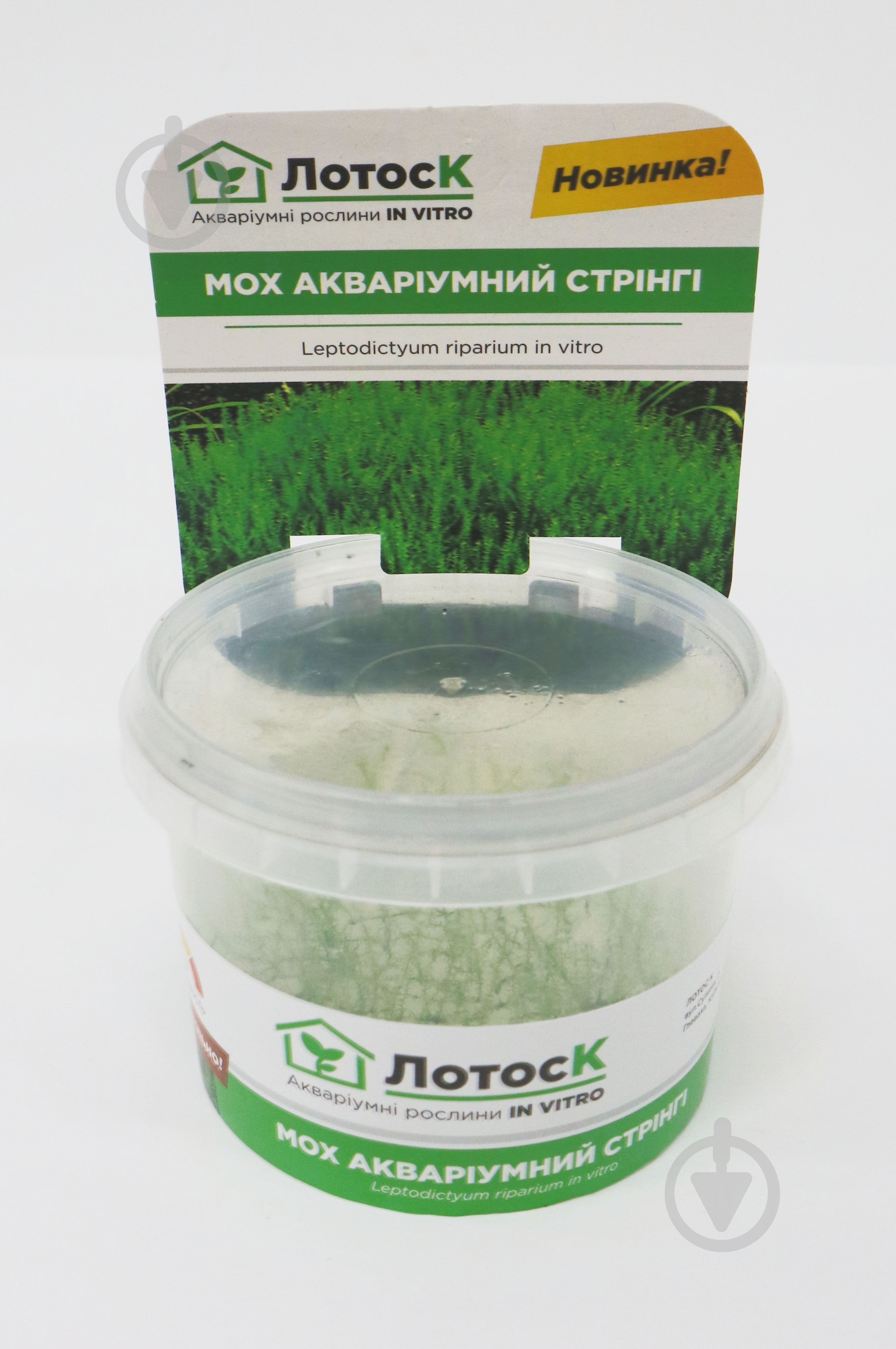 Растение аквариумное Лотос К Мох Стринги (Leptodictyum riparium in vitro ) - фото 2