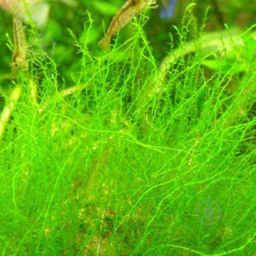 Растение аквариумное Лотос К Мох Стринги (Leptodictyum riparium in vitro ) - фото 1