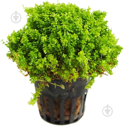 Растение аквариумное Лотос К Хемиантус Куба (Hemianthus callitrichoides Сuba) - фото 1