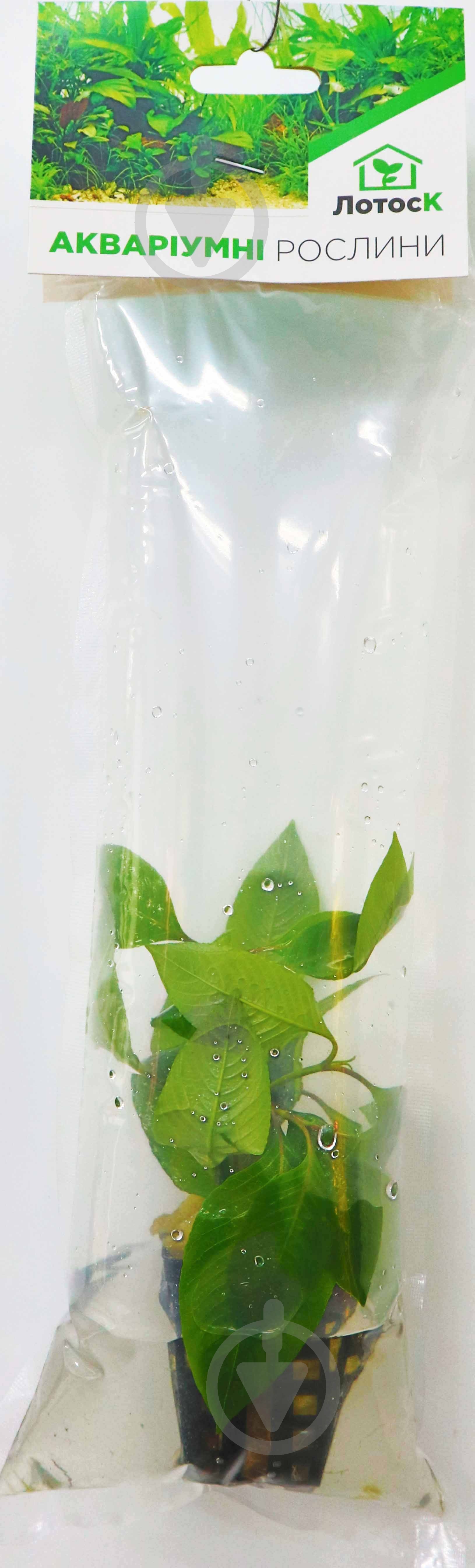 Растение аквариумное Лотос К Анубиас (Anubias heterophylla) - фото 2