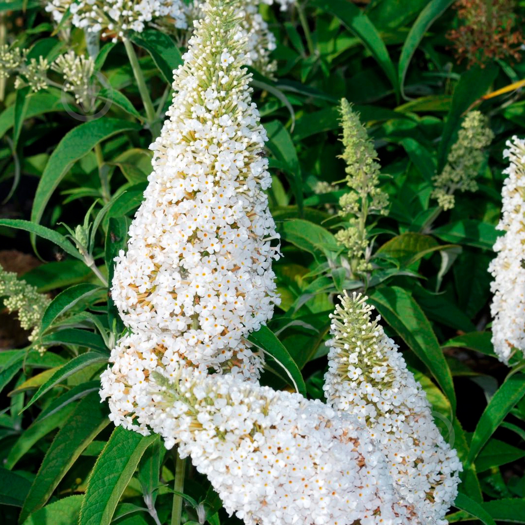 Растение Буддлея White Profusion 19/50 - фото 1 Растение Буддлея White Profusion 19/50 - фото 1