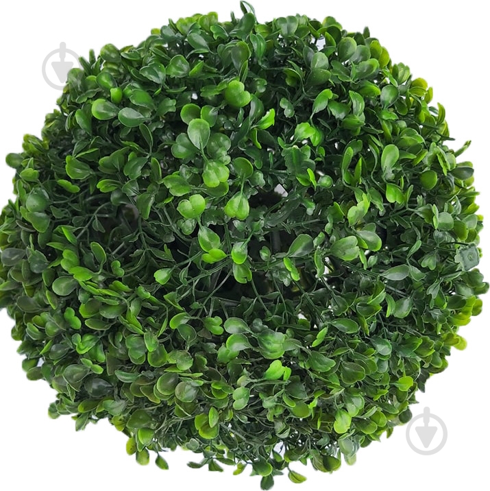 Растение Самшит Buxus шар 17/30 - фото 1 Растение Самшит Buxus шар 17/30 - фото 1