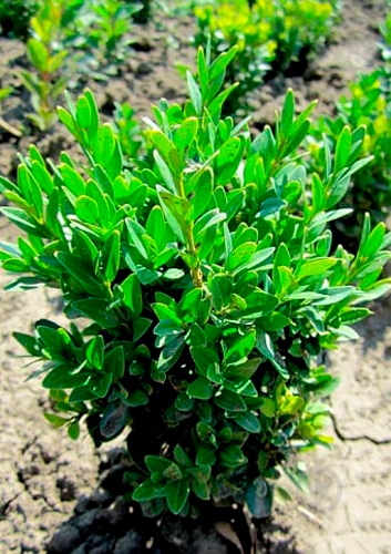 Растение Самшит Buxus пирамида 19/50 - фото 2