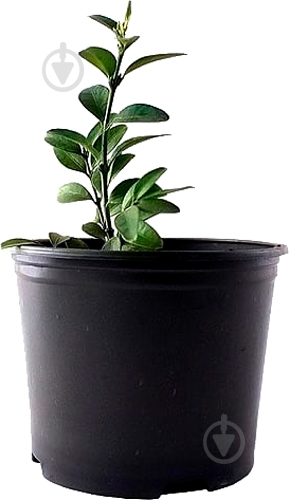 Растение Самшит Buxus 21/70 - фото 1