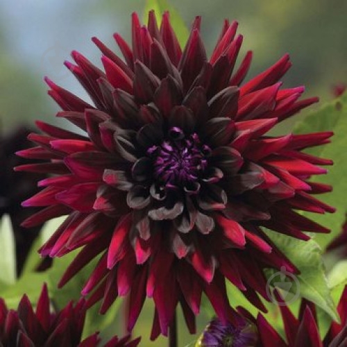 Коренебульба Жоржина кактусова Black Wizard - фото 1