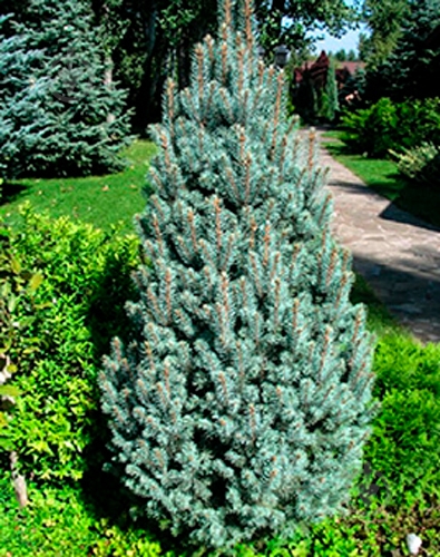 Ель пунгенс фастигиата 23/50 - фото 1