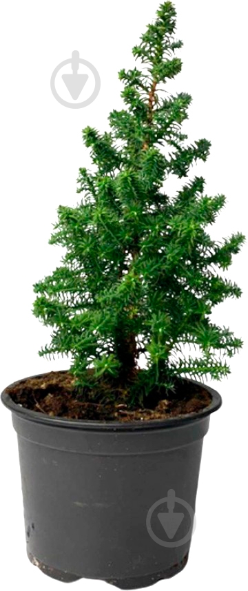 Растение Кипарисовик Top Point 9/25 - фото 1