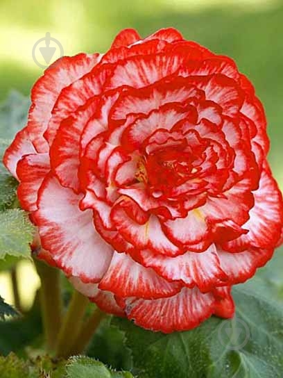 Клубень бегонии Мармората 1 шт. - фото 1 Клубень бегонии Мармората 1 шт. - фото 1