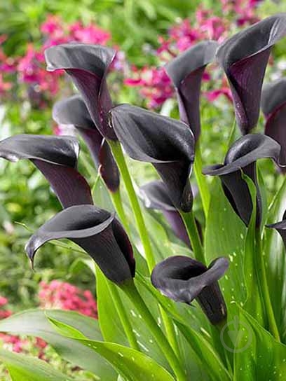 Бульба кали Блек 1 шт. - фото 1