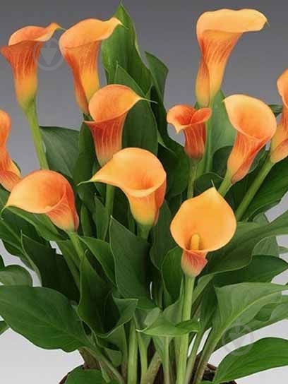 Клубень каллы Мерседес 1 шт. - фото 1