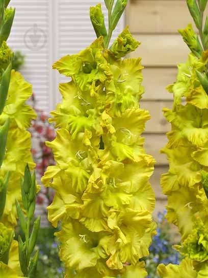 Клубнелуковица гладиолуса Блиц 3 шт. - фото 1