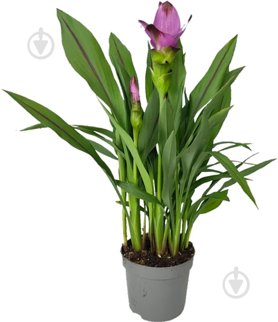 Растение Куркума d17/h70 - фото 1 Растение Куркума d17/h70 - фото 1