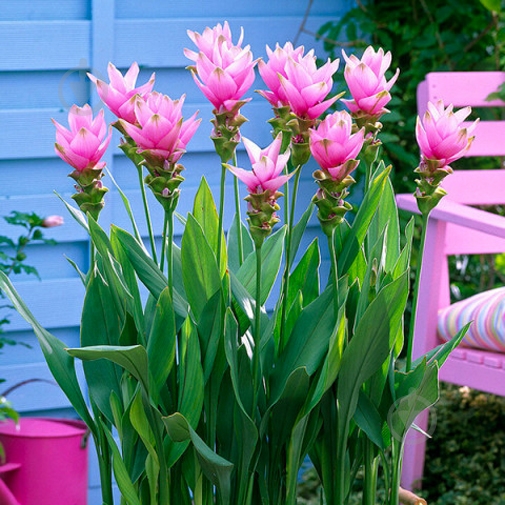 Растение Куркума d17/h70 - фото 2 Растение Куркума d17/h70 - фото 2