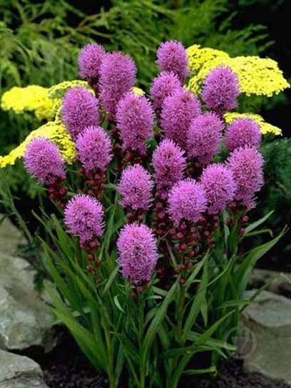 Корнеклубень лиатриса спиката синего 5 шт. - фото 1