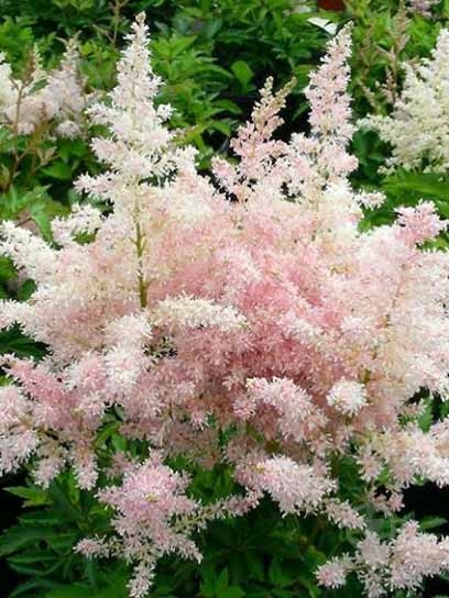 Корневище астильбы Эвропа 1 шт. - фото 1