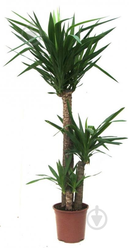 Растение Юкка d24/h140 3 ствола - фото 2 Растение Юкка d24/h140 3 ствола - фото 2