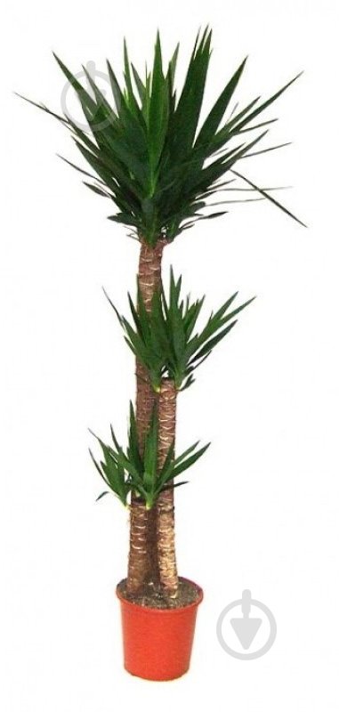 Растение Юкка d24/h140 3 ствола - фото 1 Растение Юкка d24/h140 3 ствола - фото 1