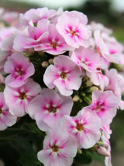 Корневище флокса Биколор 1 шт. - фото 1 Корневище флокса Биколор 1 шт. - фото 1