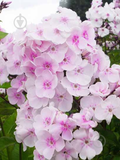 Кореневище флокса Моніка Лінден Белл 1 шт. - фото 1 Кореневище флокса Моніка Лінден Белл 1 шт. - фото 1