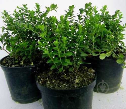 Растение Саженец брусники (1,2 л) - фото 2 Растение Саженец брусники (1,2 л) - фото 2