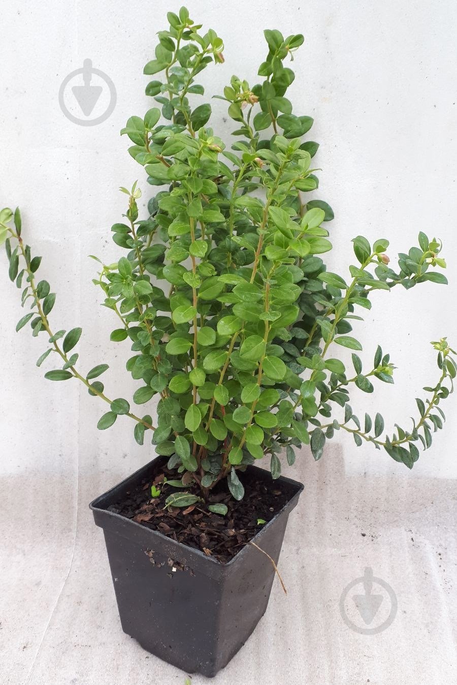 Растение Саженец брусники (1,2 л) - фото 1 Растение Саженец брусники (1,2 л) - фото 1