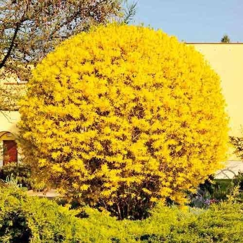 Растение Саженец Форзиции (3 л) - фото 2