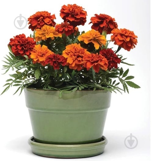 Растение Тагетес патула (мелкоцветковый) d9 - фото 1
