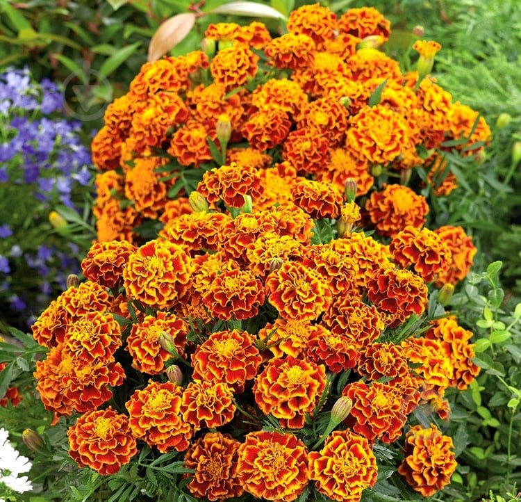 Растение Тагетес патула (мелкоцветковый) d9 - фото 2