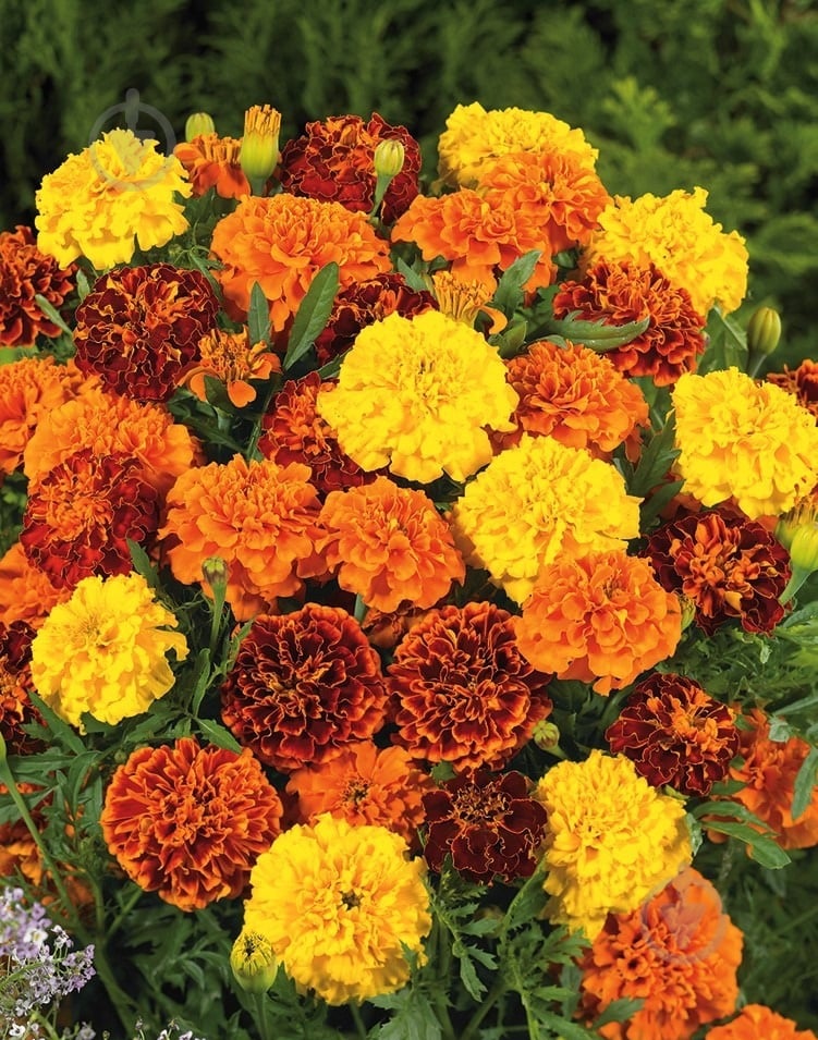 Растение Тагетес патула (мелкоцветковый) d9 - фото 3